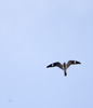 Common Nighthawk